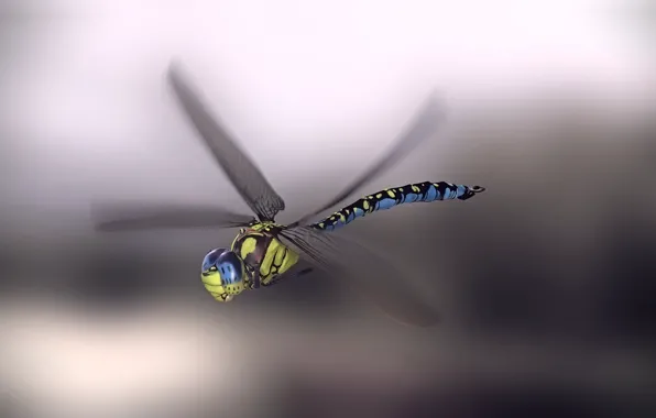 Picture dragonfly, art, monteillard damien, Blue emperor dragonfly