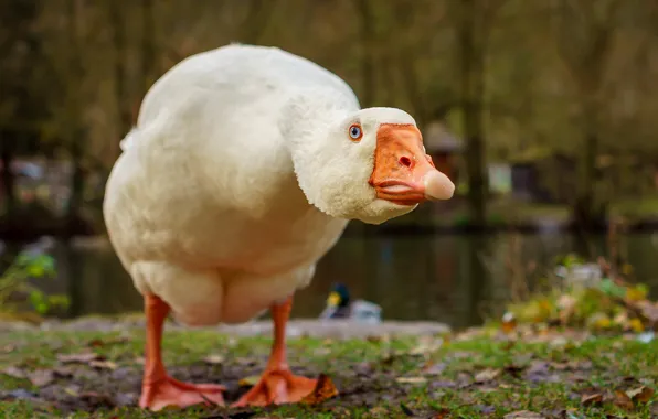Picture background, bird, goose