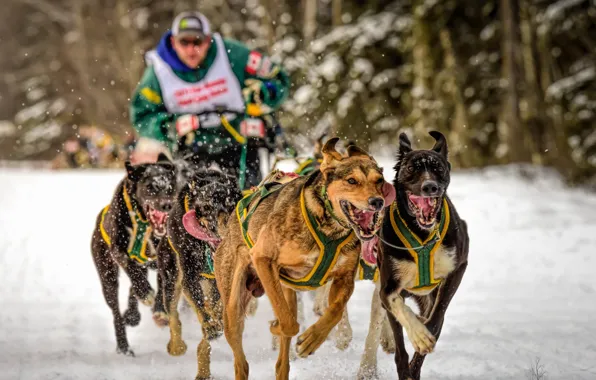 Picture dogs, sport, running