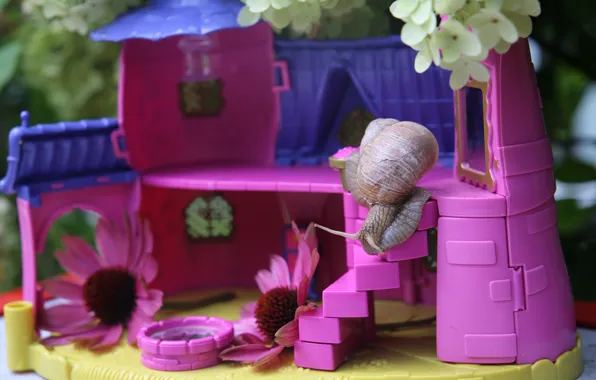 Wallpaper purple, flowers, background, pink, snail, house, a doll's house,  curiosity, toy, for Barbie, Achatina, plastic images for desktop, section  макро - download