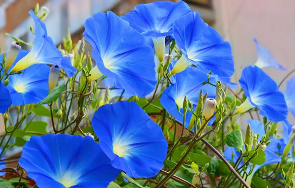 Picture Flowers, Morning glory, Morning Glory, Blue flowers, Blue flowers