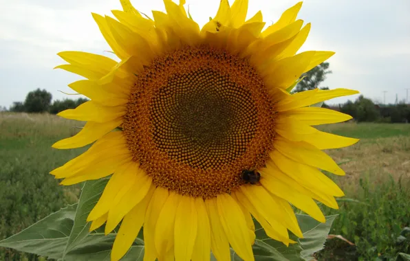Picture the sun, bee, sunflower, delty