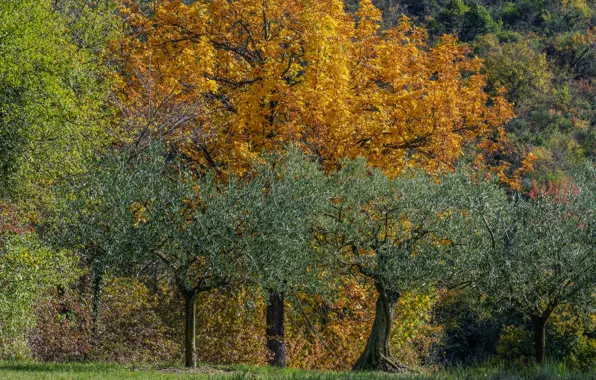 Picture autumn, trees, France, Luberon