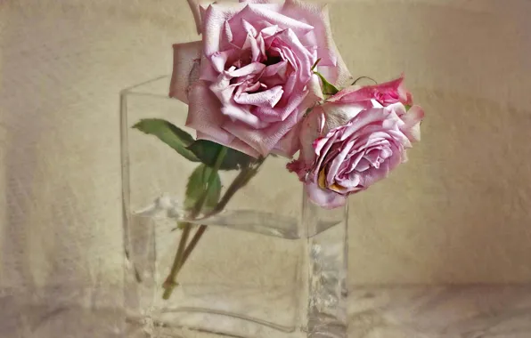 Picture texture, vase, wilting, two roses