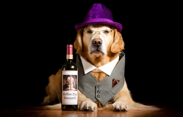 Picture bottle, dog, hat