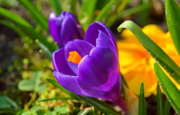 Picture Crocuses, Crocuses, Purple flowers, Purple flowers