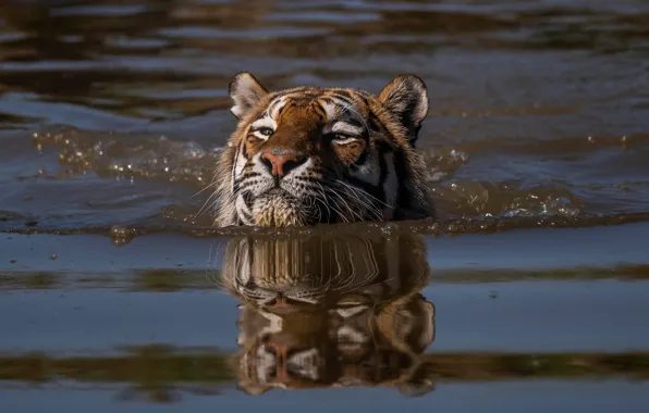 Picture face, water, tiger, swim, head, swimmer, wild cat