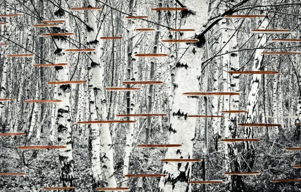 Picture nature, background, birch
