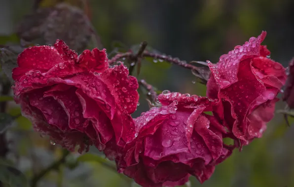 Picture drops, roses, after the rain