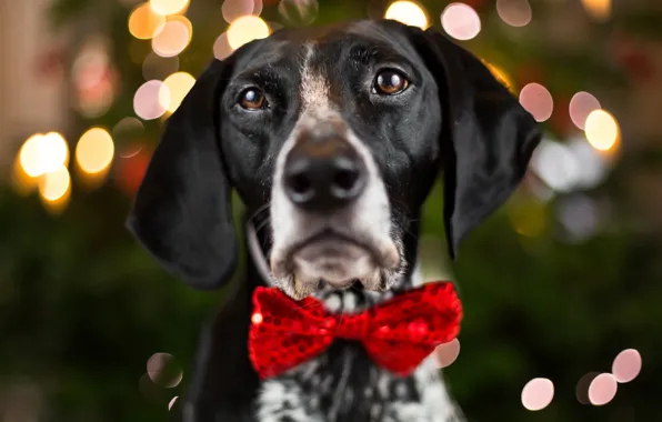 Picture eyes, look, face, close-up, background, holiday, new year, portrait, dog, blur, lights, nose, ears, bow, …