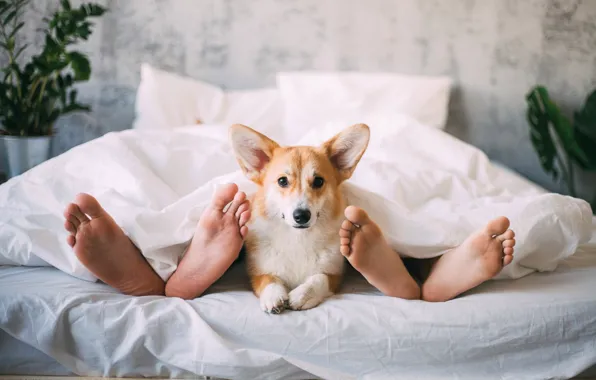 Picture feet, dog, bed
