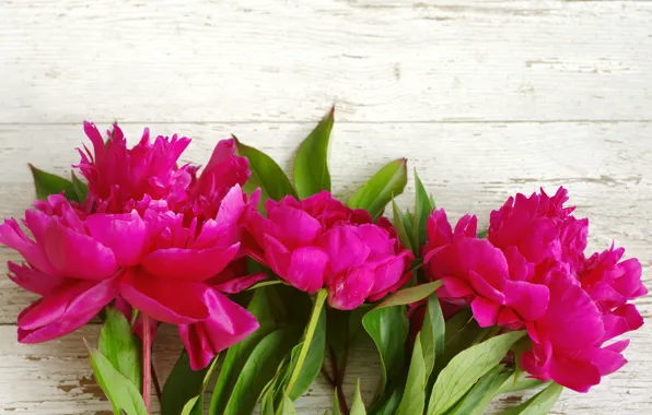 Picture pink, wood, pink, flowers, beautiful, peonies, peony