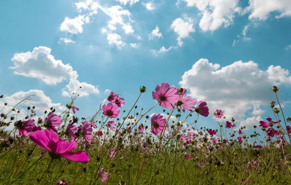 Picture field, summer, the sky, the sun, clouds, flowers, summer, pink, field, pink, flowers, cosmos