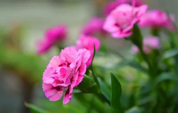Picture Bokeh, Clove, Pink flowers, Carnations, Pink flowers