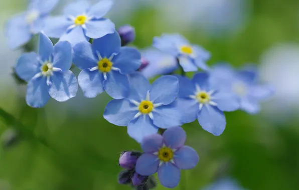 Picture macro, joy, flowers, nature, tenderness, beauty, spring, may, primroses, forget-me-nots, cottage, flora, blue color