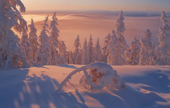 Picture winter, snow, trees, ate, the snow, Russia, Yakutia, Vladimir Ryabkov, Oymyakonsky district