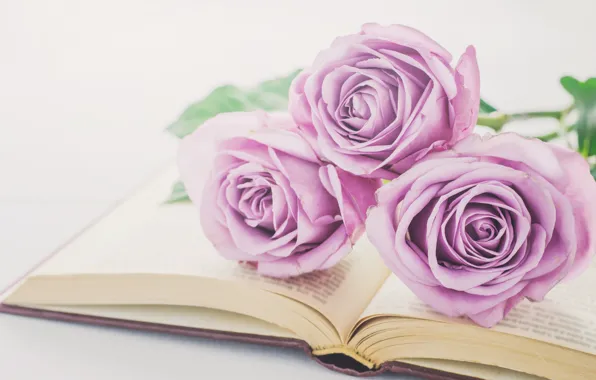 Picture flowers, roses, bouquet, book, love, vintage, flowers, romantic, purple, book, roses, violet