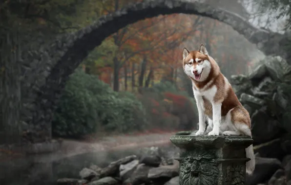 Picture autumn, bridge, nature, dog, Husky