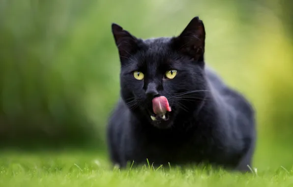 Picture language, cat, cat, bokeh, black cat