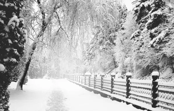 Picture Winter, Snow, Trail, Park, monochrome, Winter, Park, Snow, Path