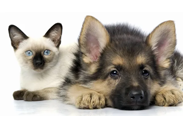 Picture cat, white, cat, background, dog, puppy