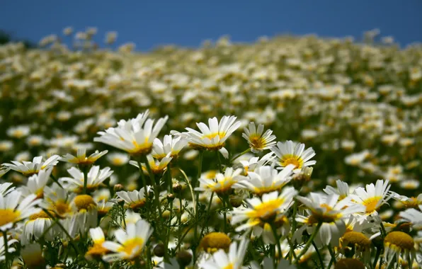 Picture field, summer, the sky, flowers, nature, chamomile, petals