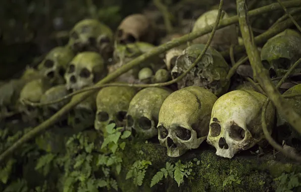 Picture background, moss, skull