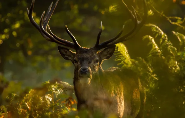 Picture horns, animal, wild, vegetation, antlers, ferns, Elk