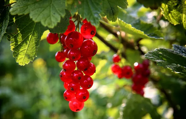 Picture macro, berries, red, currants