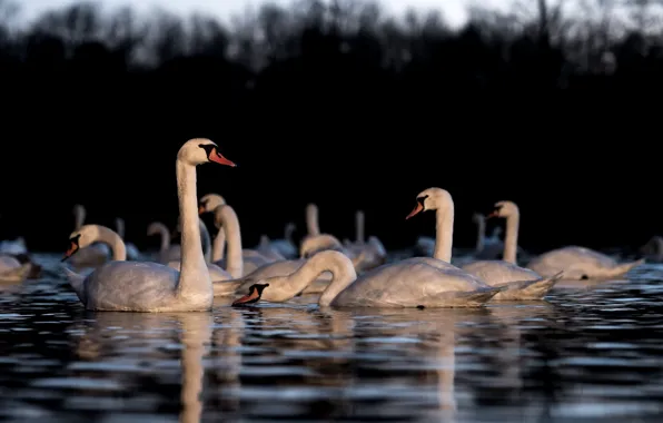 Picture birds, lake, swans