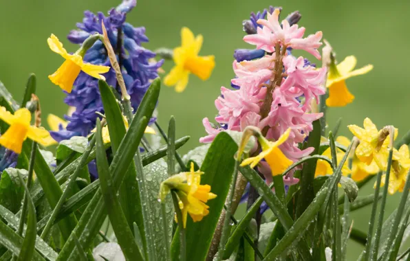 Picture drops, Rosa, daffodils, hyacinths
