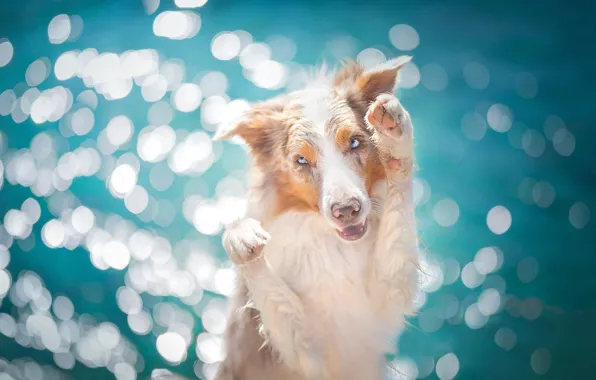 Picture glare, background, dog, paws, The border collie