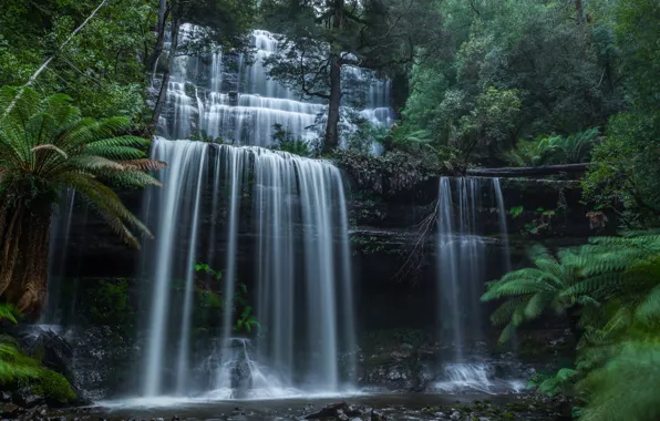 Picture forest, waterfall, Australia, cascade, Australia, Tasmania, Tasmania, Mount Field National Park, National Park MT field, …