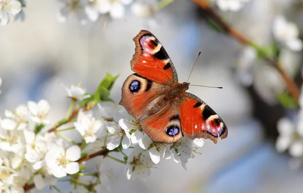 Picture nature, butterfly, beauty, spring, garden, beautiful, flowering
