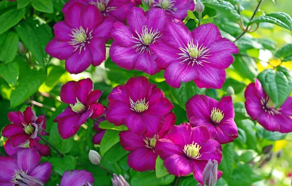 Picture summer, flowers, nature, beauty, plants, positive, flowering, cottage, flora, clematis, July, clematis, perennials