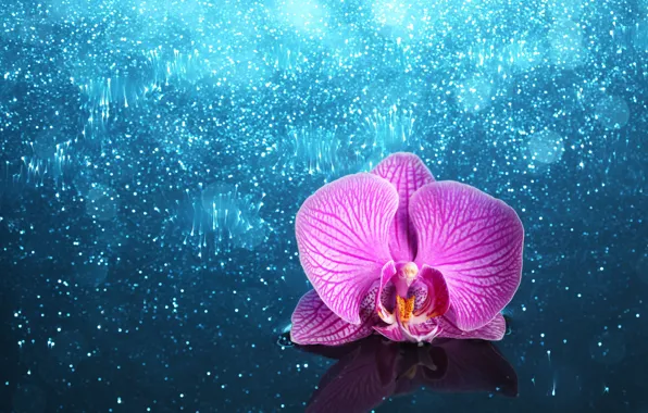 Picture flower, Orchid, shiny background