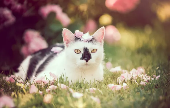Picture cat, look, portrait, petals, bokeh, cat