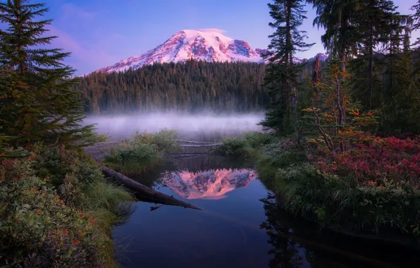 Picture forest, summer, reflection, mountain, USA