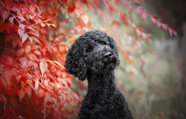 Picture leaves, branches, dog, bokeh, Poodle