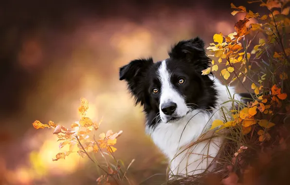 Picture grass, look, face, branches, background, portrait, dog, bokeh, The border collie