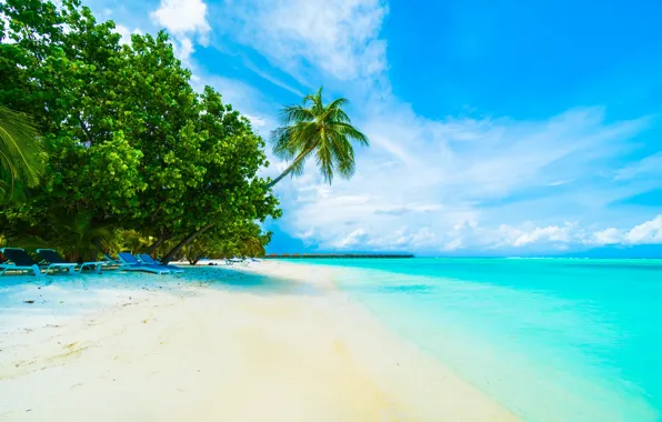 Picture Sand, Sea, Beach, Summer, Shore, Tropics, Palm trees, The Maldives