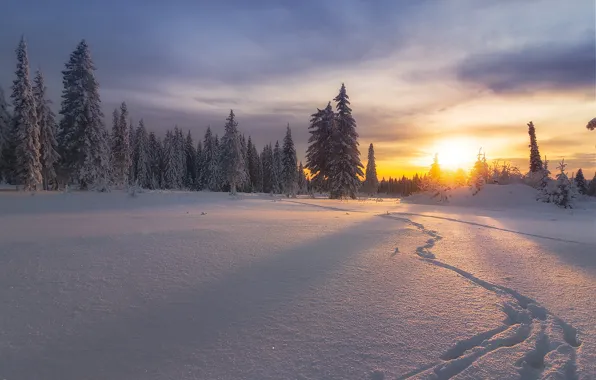Picture winter, forest, snow, sunset, traces, ate, Russia