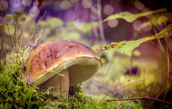 Picture nature, mushroom, Forest, weed