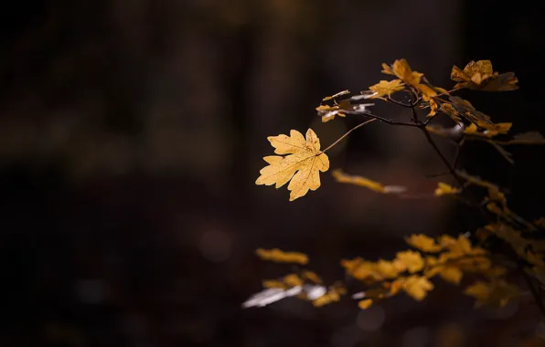 Picture autumn, macro, light, sheet, foliage, branch, leaf, the dark background