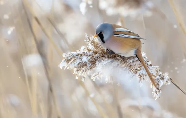 Picture winter, grass, snow, nature, bird, bearded Tits, panicle