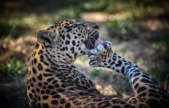 Picture pose, paw, predator, leopard, wild cat, washing