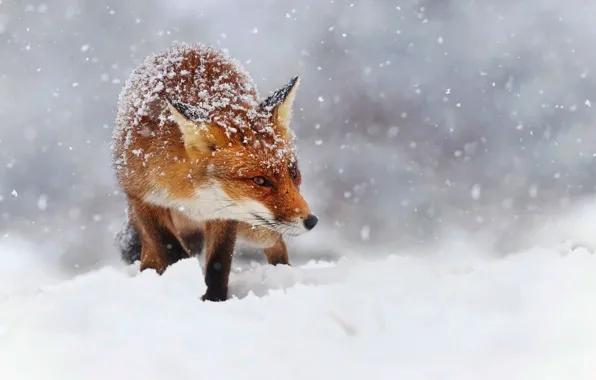 Picture winter, snow, snowflakes, nature, Fox, red, Fox, bokeh