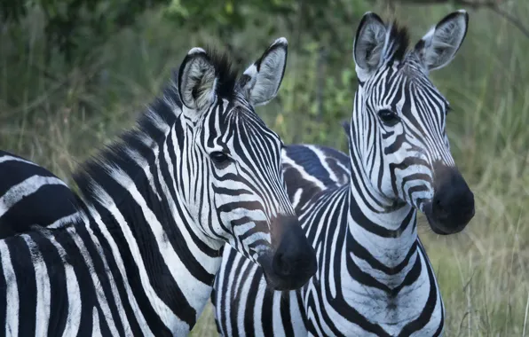 Picture Zebra, Pair, Animals
