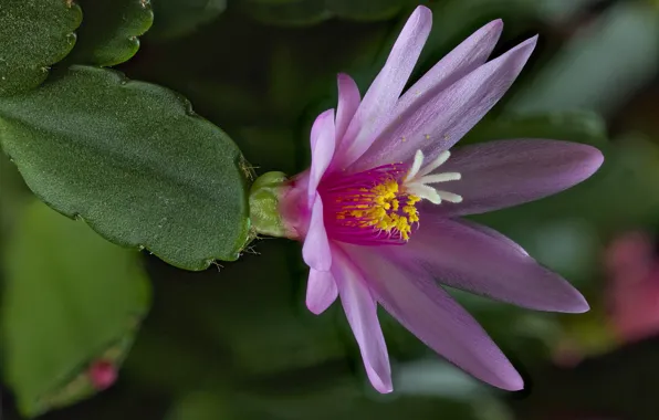 Picture flower, cactus, khatiora