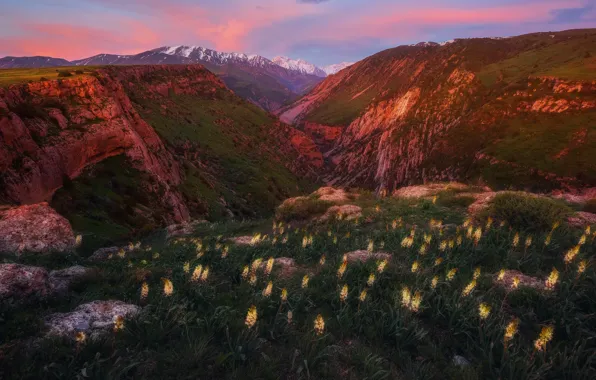 Picture light, flowers, mountains, rocks, Kazakhstan, at sunset, Aksu Canyon
